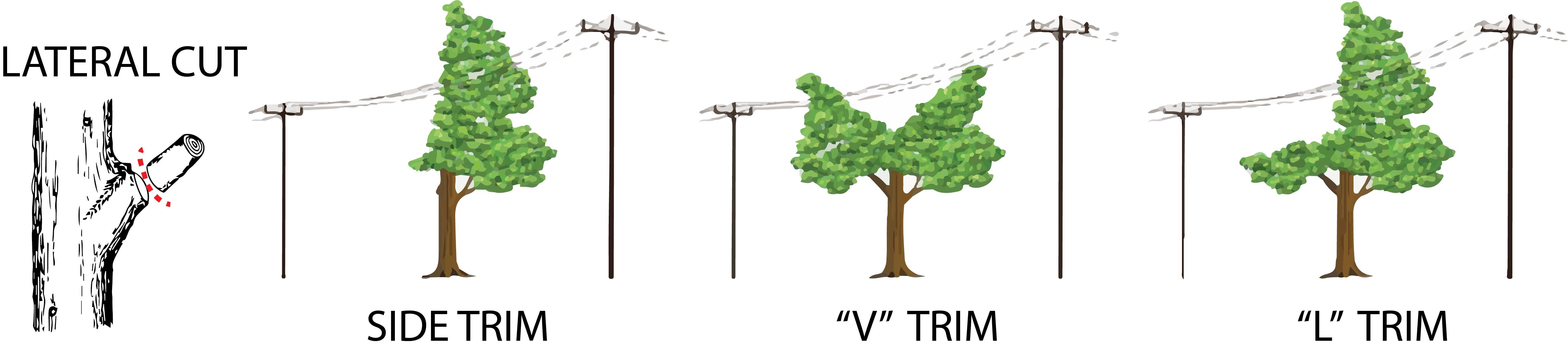 TREE TRIMMING CUTS